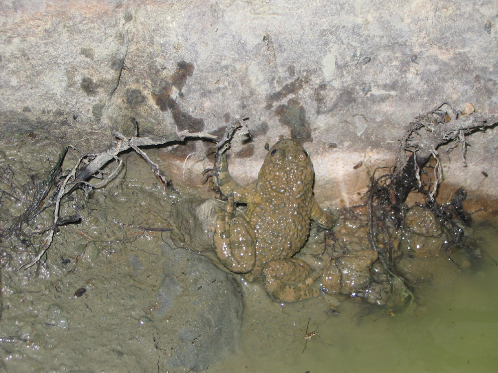Bombina variegata e Rana temporaria